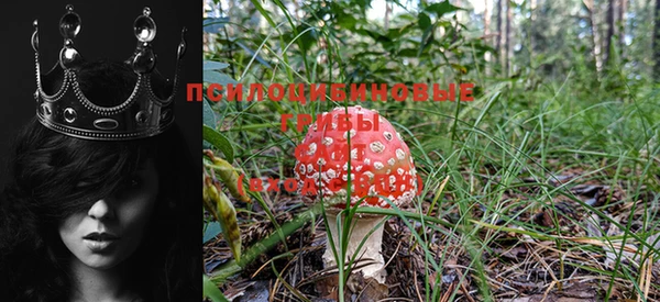 ПСИЛОЦИБИНОВЫЕ ГРИБЫ Ельня